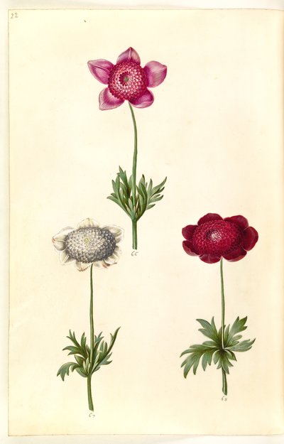 Anémone coronaria (anémone de France) - Hans Simon Holtzbecker