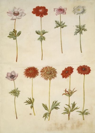 Anémone couronnée; Anémone ×fulgens - Hans Simon Holtzbecker