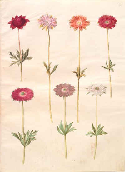 Anémone coronaria ; Anémone ×fulgens - Hans Simon Holtzbecker