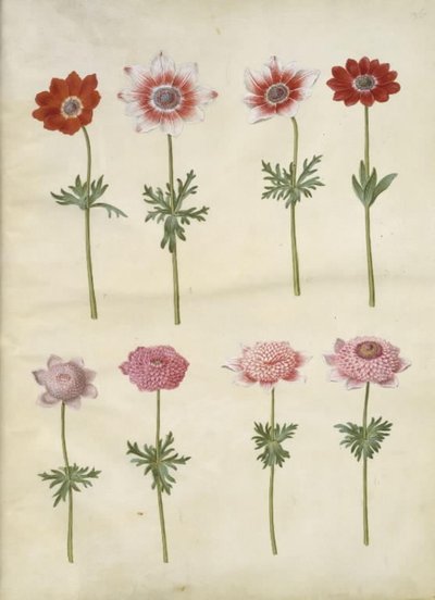 Anemone coronaria L. (anémone de France); Anemone pavonina (anémone paon) - Hans Simon Holtzbecker