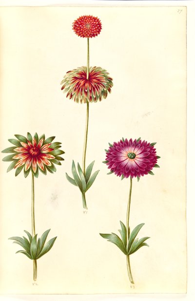 Anémone × fulgens (anémone brillante) - Hans Simon Holtzbecker