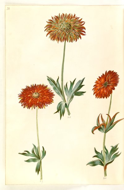 Anémone ×fulgens - Hans Simon Holtzbecker