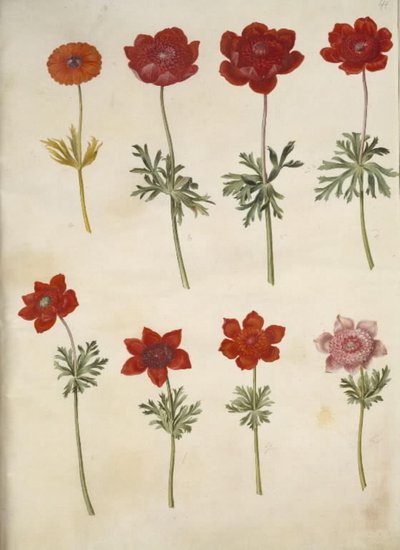 Anémone ×fulgens (anémone brillante); Anémone coronaria (anémone de France) - Hans Simon Holtzbecker
