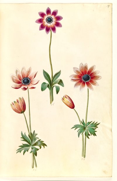Anemone pavonina (anémone paon) - Hans Simon Holtzbecker