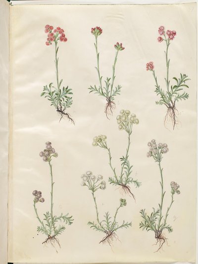 Antennaria dioica (pied-de-chat commun) - Hans Simon Holtzbecker