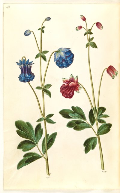 Aquilegia vulgaris (ancolie commune) - Hans Simon Holtzbecker