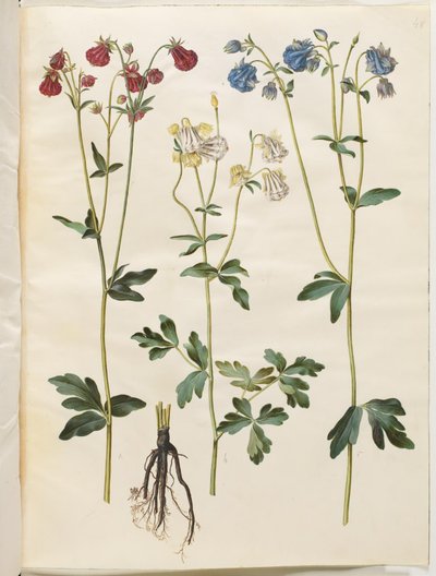 Aquilegia vulgaris (ancolie commune) - Hans Simon Holtzbecker