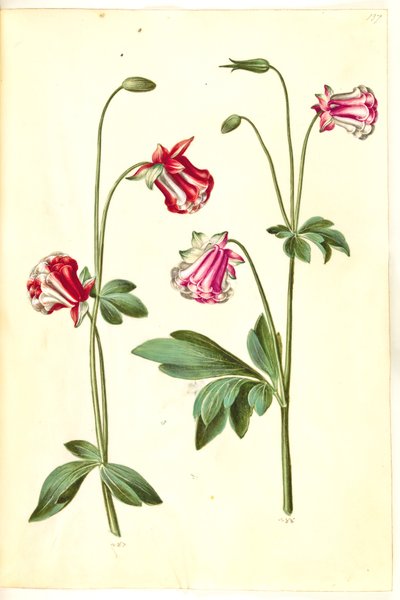 Aquilegia vulgaris (ancolie commune) - Hans Simon Holtzbecker