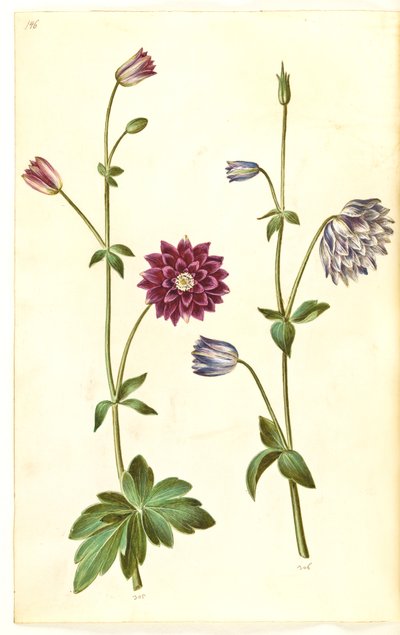 Ancolie commune (Aquilegia vulgaris) - Hans Simon Holtzbecker