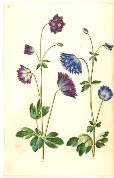 Aquilegia vulgaris (ancolie commune) - Hans Simon Holtzbecker