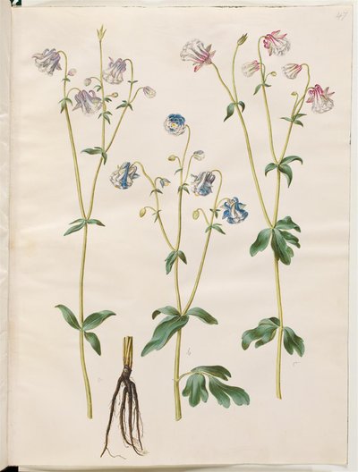 Aquilegia vulgaris (ancolie commune) - Hans Simon Holtzbecker