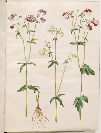 Aquilegia vulgaris (ancolie commune) - Hans Simon Holtzbecker