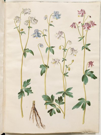Aquilegia vulgaris (ancolie commune) - Hans Simon Holtzbecker