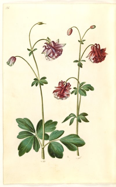 Ancolie commune (Aquilegia vulgaris) - Hans Simon Holtzbecker
