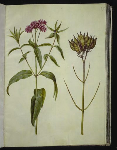 Asclepias incarnata (plante de soie rose) - Hans Simon Holtzbecker