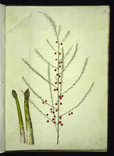 Asperge officinale - Hans Simon Holtzbecker