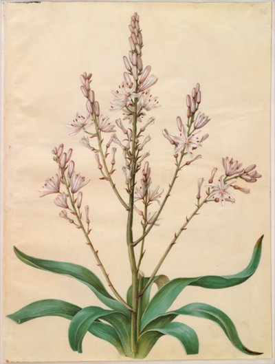 Asphodelus ramosus (asphodèle rameux) - Hans Simon Holtzbecker