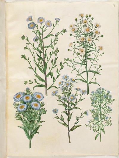 Aster amellus; Symphyotrichum novi-belgii; Symphyotrichum novae-angliae; Symphyotrichum dumosum; Symphyotrichum ericoides - Hans Simon Holtzbecker