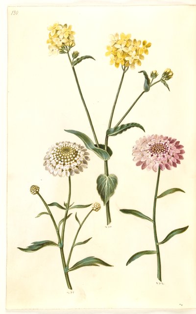 Brassica napus (colza); Iberis amara (ibéris amer) - Hans Simon Holtzbecker