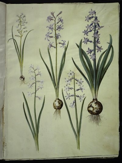 Brimeura amethystina (jacinthe des Pyrénées); Hyacinthus orientalis (jacinthe commune) - Hans Simon Holtzbecker