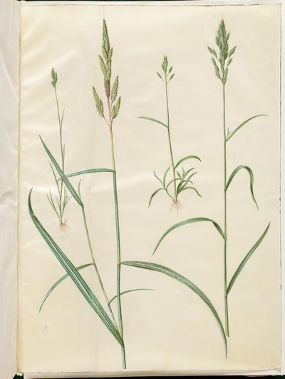 Bromus hordeaceus (orge molle); Phalaris arundinacea (herbe à ruban) - Hans Simon Holtzbecker