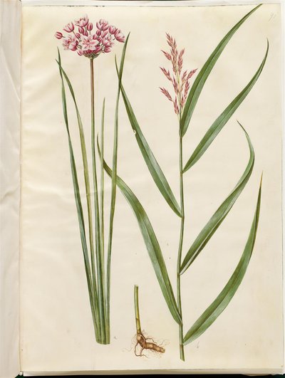 Butomus umbellatus (brudelys); Phragmites australis (roseau commun) - Hans Simon Holtzbecker