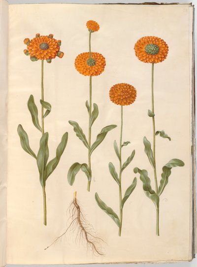 Calendula officinalis (souci des jardins) - Hans Simon Holtzbecker