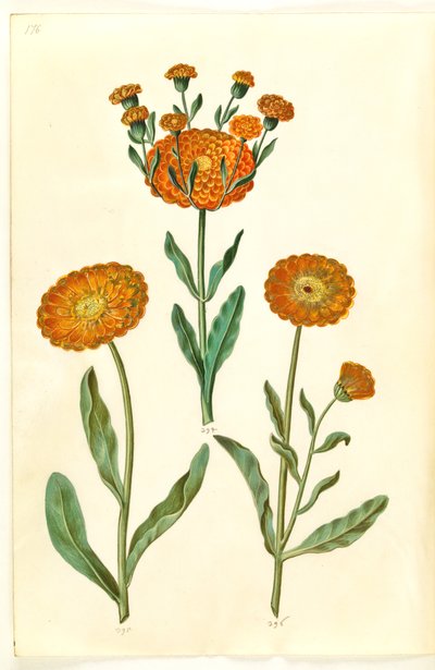 Calendula officinalis (souci des jardins) - Hans Simon Holtzbecker