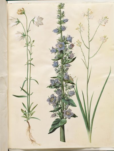 Campanule à feuilles de pêcher (Campanula persicifolia); Campanule pyramidale (Campanula pyramidalis); Anthericum ramifié (Anthericum ramosum) - Hans Simon Holtzbecker