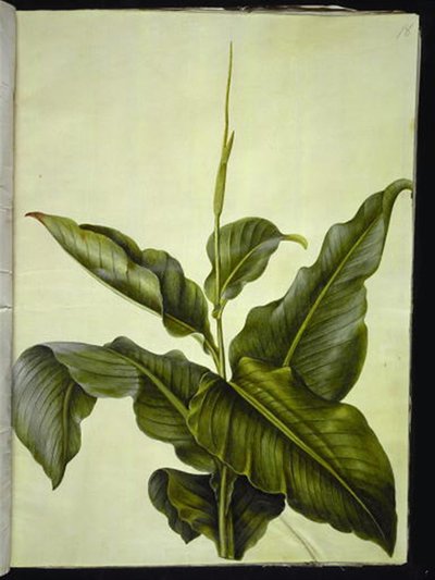 Canna (kanna) - Hans Simon Holtzbecker