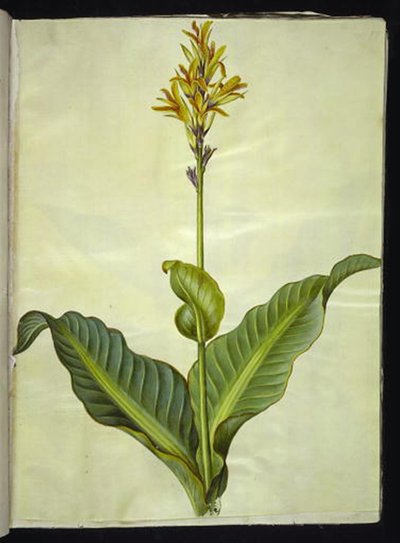 Canna indica (canna comestible) - Hans Simon Holtzbecker