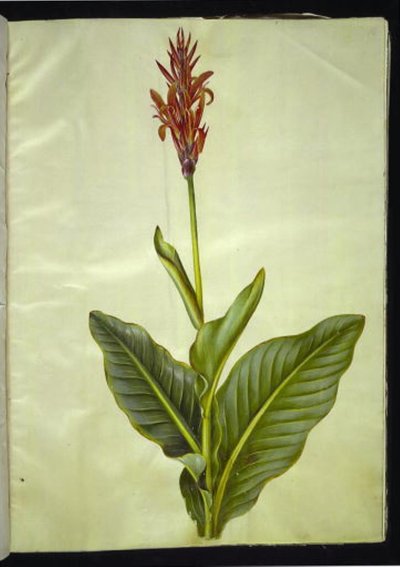 Canna indica (canna comestible) - Hans Simon Holtzbecker