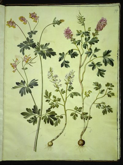 Capnoides sempervirens (harlequin); Corydalis solida (corydale solide) - Hans Simon Holtzbecker