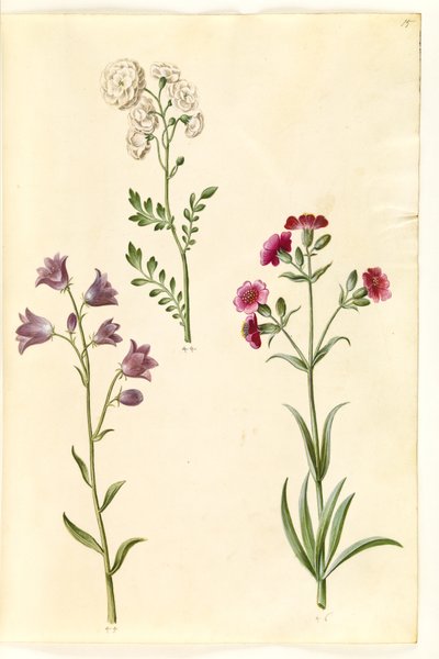 Cardamine pratensis (cresson des prés); Campanula rotundifolia (?) (campanule à feuilles rondes); Silene vulgaris (?) (silène enflé) - Hans Simon Holtzbecker