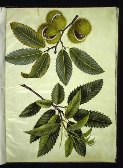 Castanea sativa (châtaignier) - Hans Simon Holtzbecker