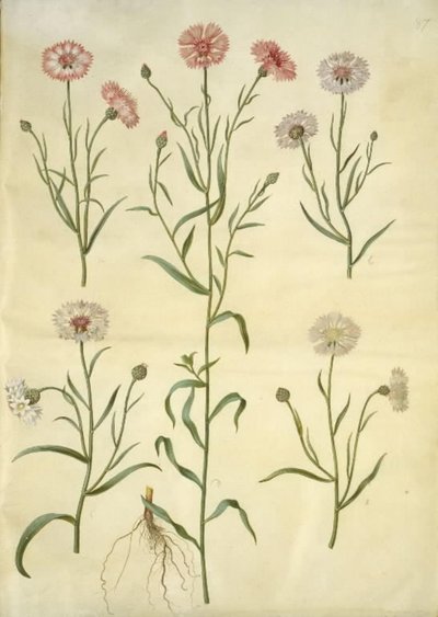 Centaurea cyanus (bleuet) - Hans Simon Holtzbecker