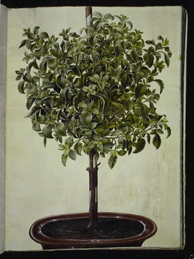 Cistus creticus (ciste de Crète) - Hans Simon Holtzbecker