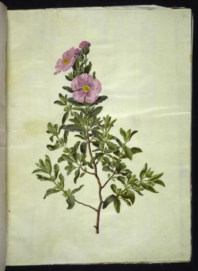 Cistus creticus (ciste de Crète) - Hans Simon Holtzbecker