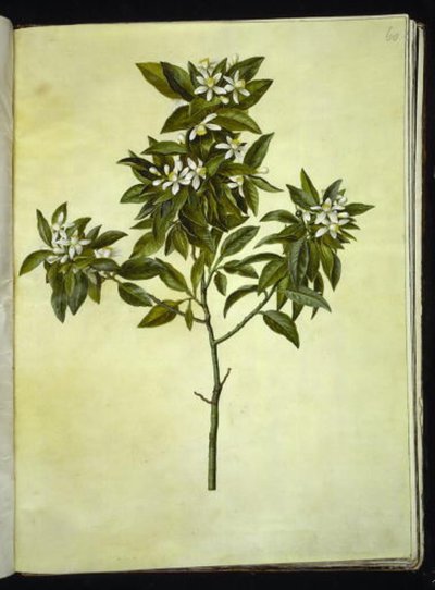Citrus aurantium (bigarade) - Hans Simon Holtzbecker