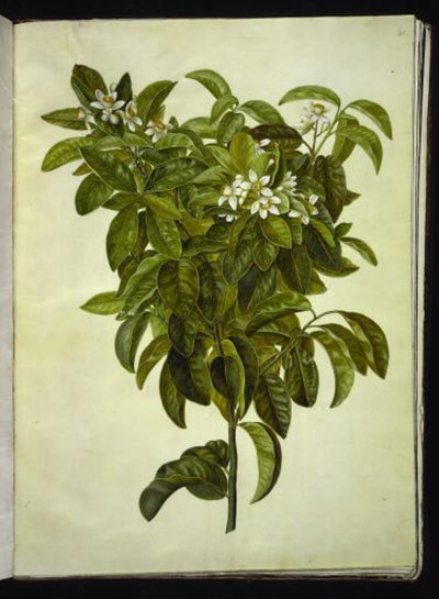 Citrus limon (citron commun) - Hans Simon Holtzbecker