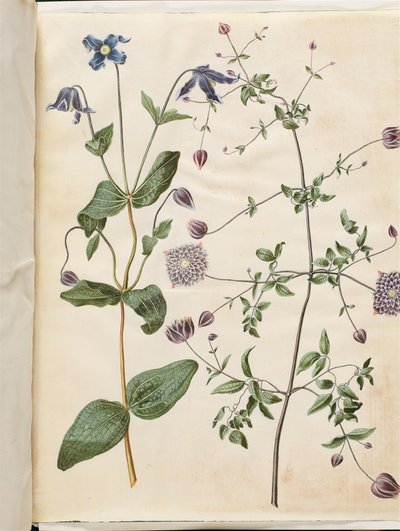 Clematis integrifolia (clématite bleue); Clematis viticella (clématite italienne) - Hans Simon Holtzbecker