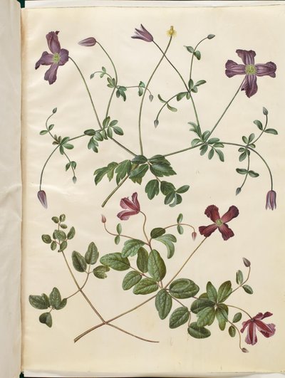 Clematis viticella (clématite italienne) - Hans Simon Holtzbecker