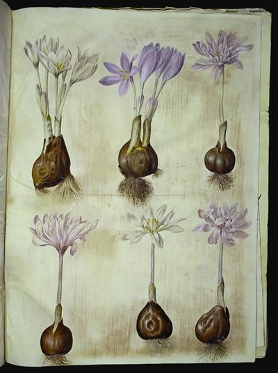Colchicum autumnale (colchique d