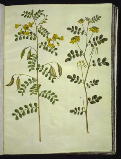 Colutea arborescens (baguenaudier); Hippocrepis emerus (coronille arbrisseau) - Hans Simon Holtzbecker