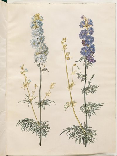 Consolida ajacis (delphinium des jardins) - Hans Simon Holtzbecker