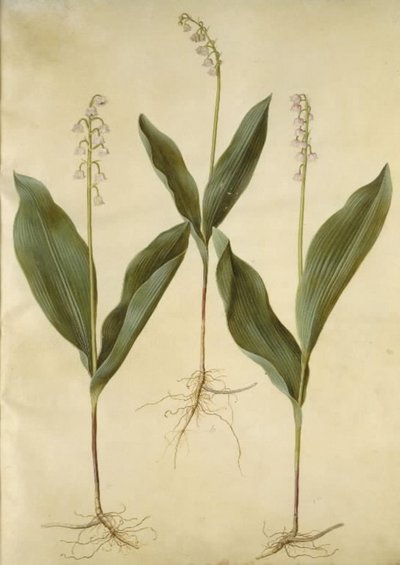 Convallaria majalis (muguet); Convallaria majalis (variété de muguet) - Hans Simon Holtzbecker