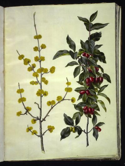 Cornus mas (cornouiller mâle) - Hans Simon Holtzbecker