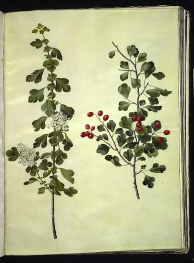 Crataegus laevigata (aubépine commune) - Hans Simon Holtzbecker