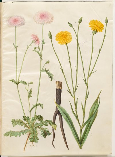 Crepis rubra (crépis rouge); Scorzonera hispanica (scorsonère d