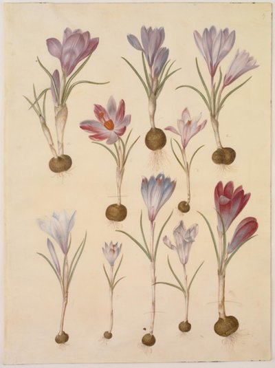 Crocus vernus - Hans Simon Holtzbecker